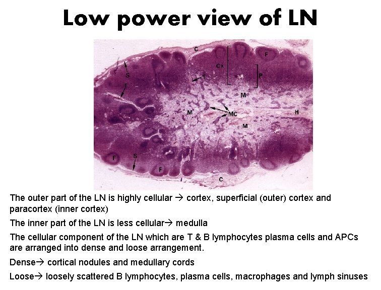 Low power view of LN The outer part of the LN is highly cellular