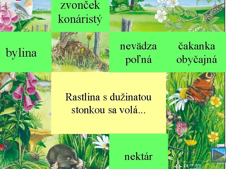 zvonček konáristý bylina nevädza poľná Rastlina s dužinatou stonkou sa volá. . . nektár