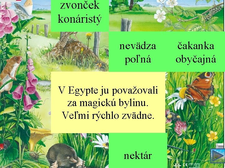 zvonček konáristý nevädza poľná V Egypte ju považovali za magickú bylinu. Veľmi rýchlo zvädne.