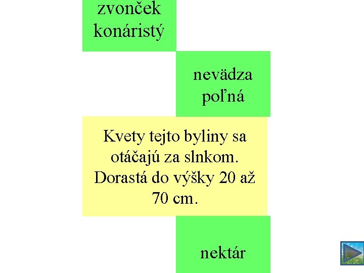 zvonček konáristý nevädza poľná Kvety tejto byliny sa otáčajú za slnkom. Dorastá do výšky