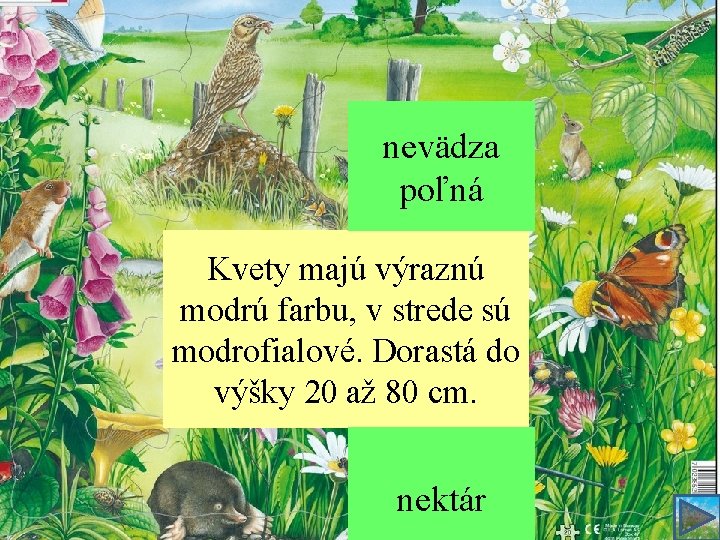 nevädza poľná Kvety majú výraznú modrú farbu, v strede sú modrofialové. Dorastá do výšky