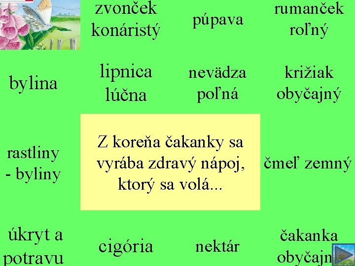 zvonček konáristý púpava rumanček roľný bylina lipnica lúčna nevädza poľná križiak obyčajný rastliny -