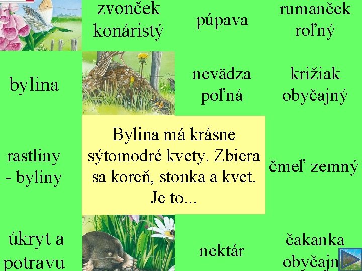 zvonček konáristý púpava rumanček roľný bylina nevädza poľná križiak obyčajný rastliny - byliny Bylina