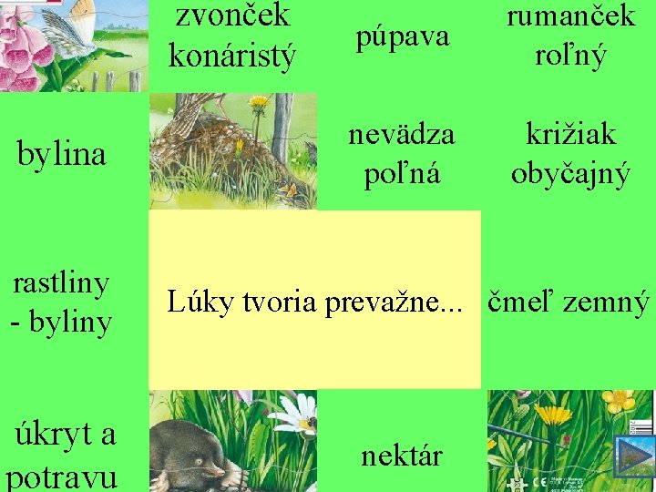 zvonček konáristý púpava rumanček roľný bylina nevädza poľná križiak obyčajný rastliny - byliny Lúky