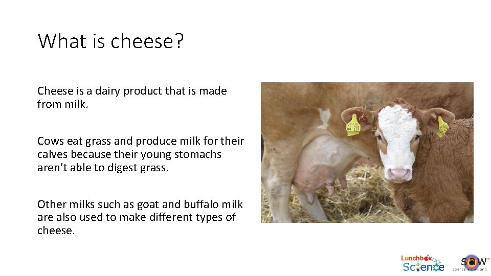 What is cheese? Cheese is a dairy product that is made from milk. Cows
