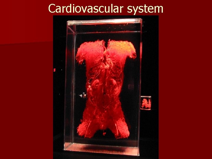 Cardiovascular system Cardiovascular system