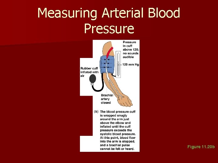 Measuring Arterial Blood Pressure Figure 11. 20 b Measuring Arterial Blood Pressure Figure 11. 20 b