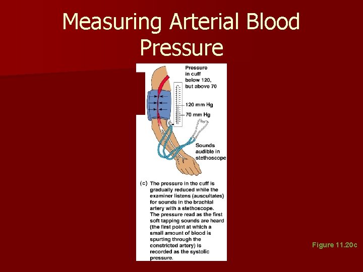 Measuring Arterial Blood Pressure Figure 11. 20 c Measuring Arterial Blood Pressure Figure 11. 20 c