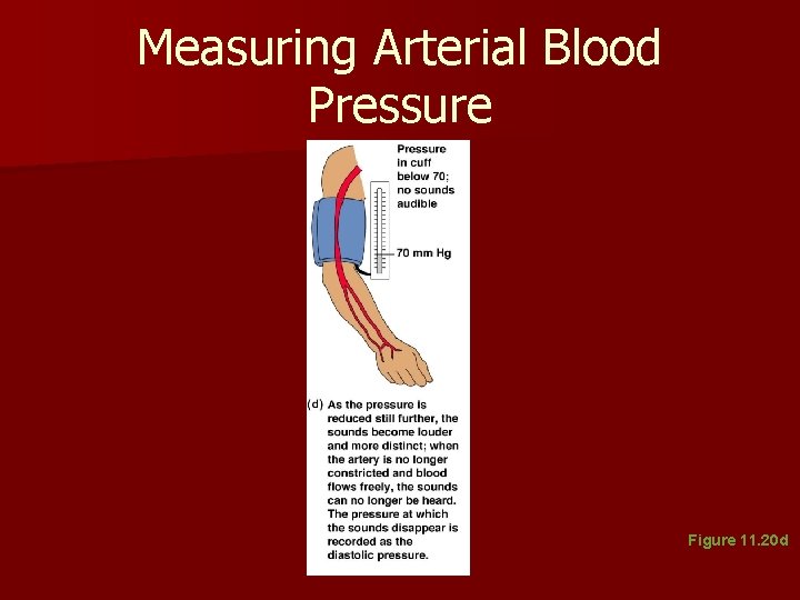 Measuring Arterial Blood Pressure Figure 11. 20 d Measuring Arterial Blood Pressure Figure 11. 20 d