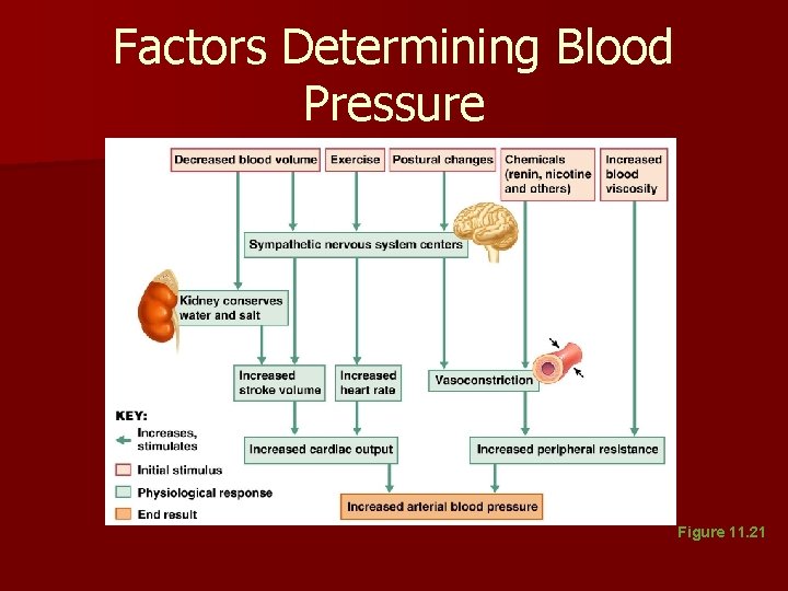 Factors Determining Blood Pressure Figure 11. 21 Factors Determining Blood Pressure Figure 11. 21