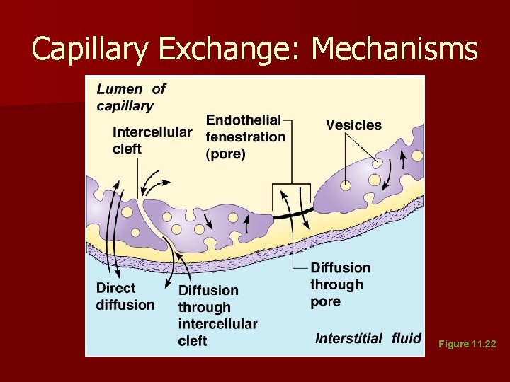 Capillary Exchange: Mechanisms Figure 11. 22 Capillary Exchange: Mechanisms Figure 11. 22