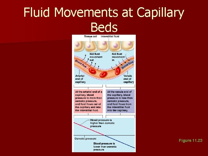 Fluid Movements at Capillary Beds Figure 11. 23 Fluid Movements at Capillary Beds Figure 11. 23