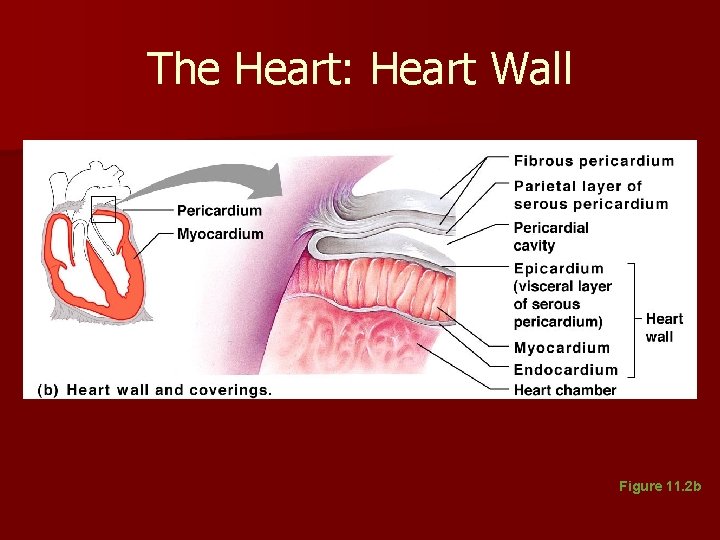The Heart: Heart Wall Figure 11. 2 b The Heart: Heart Wall Figure 11. 2 b