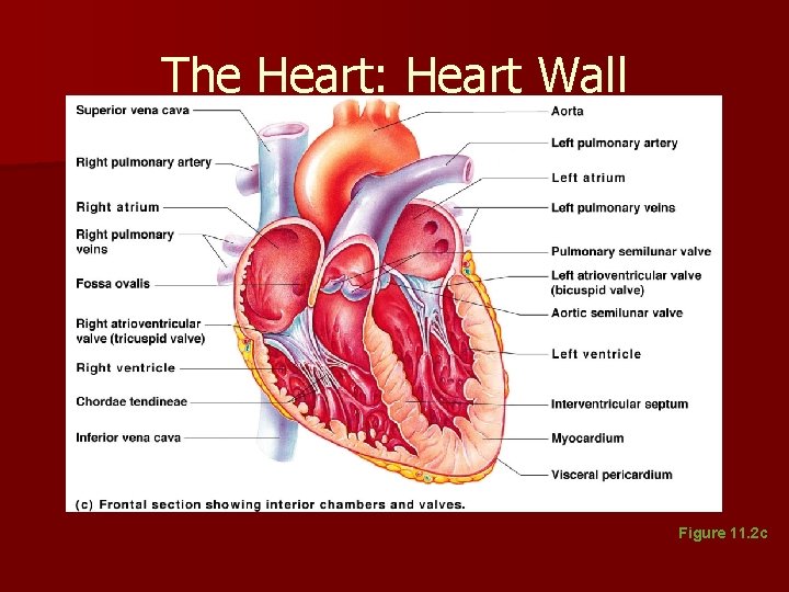 The Heart: Heart Wall Figure 11. 2 c The Heart: Heart Wall Figure 11. 2 c