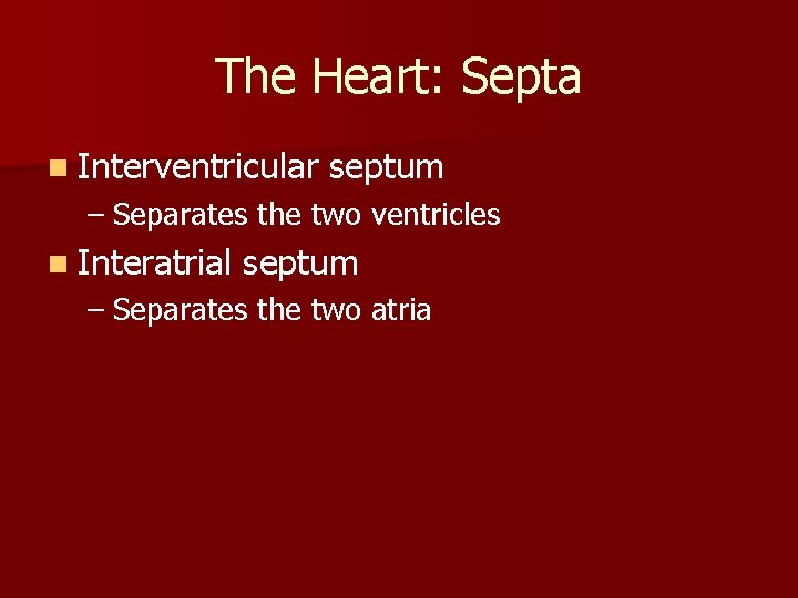The Heart: Septa n Interventricular septum – Separates the two ventricles n Interatrial septum The Heart: Septa n Interventricular septum – Separates the two ventricles n Interatrial septum