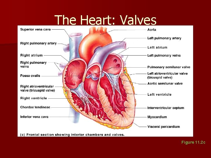 The Heart: Valves Figure 11. 2 c The Heart: Valves Figure 11. 2 c