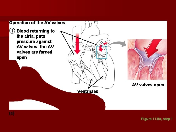 Operation of the AV valves Blood returning to the atria, puts pressure against AV Operation of the AV valves Blood returning to the atria, puts pressure against AV