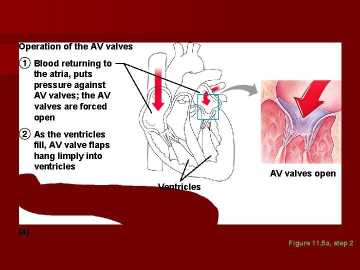 Operation of the AV valves Blood returning to the atria, puts pressure against AV Operation of the AV valves Blood returning to the atria, puts pressure against AV