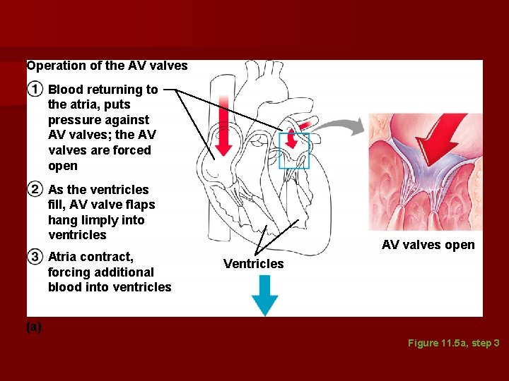 Operation of the AV valves Blood returning to the atria, puts pressure against AV Operation of the AV valves Blood returning to the atria, puts pressure against AV