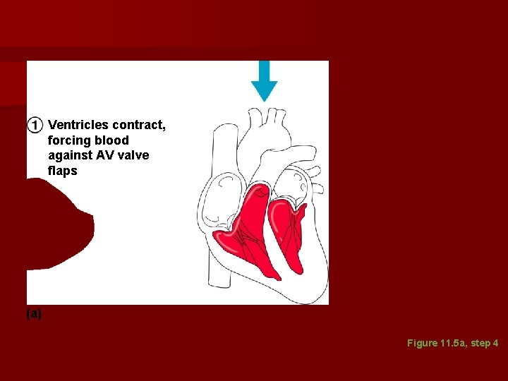 Ventricles contract, forcing blood against AV valve flaps (a) Figure 11. 5 a, step Ventricles contract, forcing blood against AV valve flaps (a) Figure 11. 5 a, step