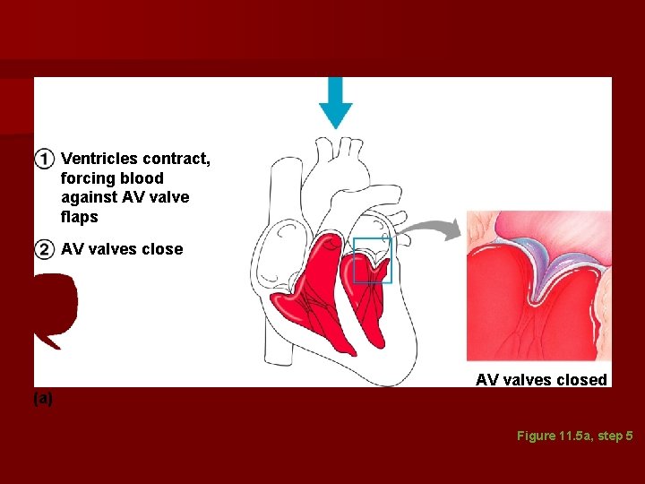 Ventricles contract, forcing blood against AV valve flaps AV valves close (a) AV valves Ventricles contract, forcing blood against AV valve flaps AV valves close (a) AV valves