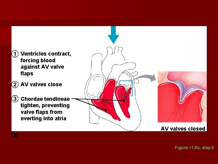 Ventricles contract, forcing blood against AV valve flaps AV valves close Chordae tendineae tighten, Ventricles contract, forcing blood against AV valve flaps AV valves close Chordae tendineae tighten,