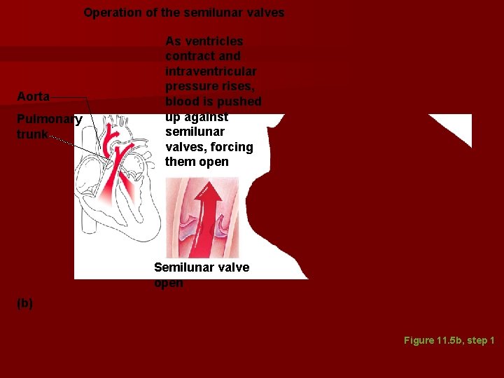 Operation of the semilunar valves Aorta Pulmonary trunk As ventricles contract and intraventricular pressure Operation of the semilunar valves Aorta Pulmonary trunk As ventricles contract and intraventricular pressure