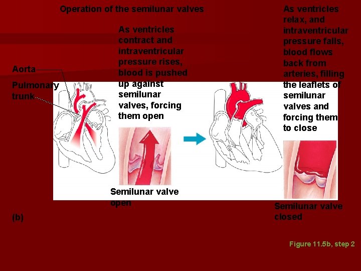 Operation of the semilunar valves Aorta Pulmonary trunk As ventricles contract and intraventricular pressure Operation of the semilunar valves Aorta Pulmonary trunk As ventricles contract and intraventricular pressure