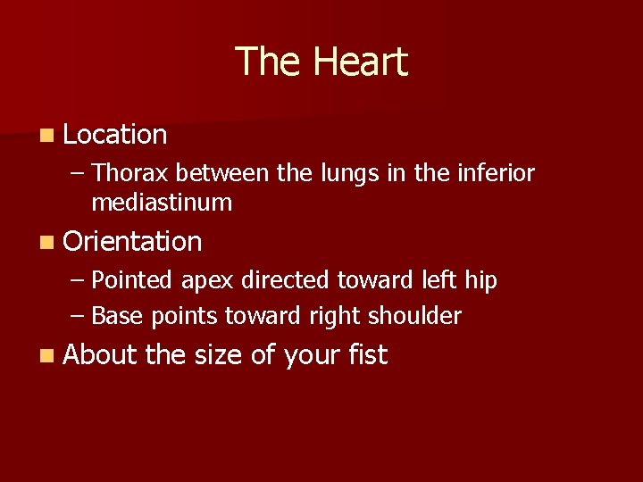 The Heart n Location – Thorax between the lungs in the inferior mediastinum n The Heart n Location – Thorax between the lungs in the inferior mediastinum n