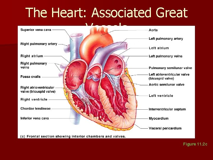 The Heart: Associated Great Vessels Figure 11. 2 c The Heart: Associated Great Vessels Figure 11. 2 c