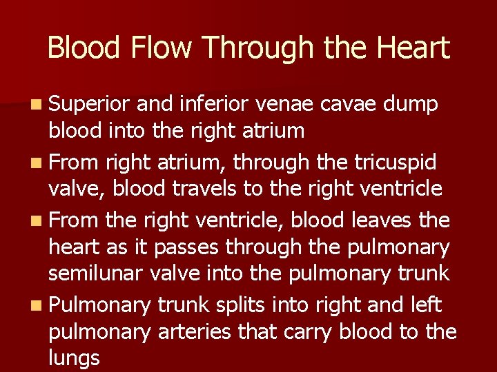 Blood Flow Through the Heart n Superior and inferior venae cavae dump blood into Blood Flow Through the Heart n Superior and inferior venae cavae dump blood into