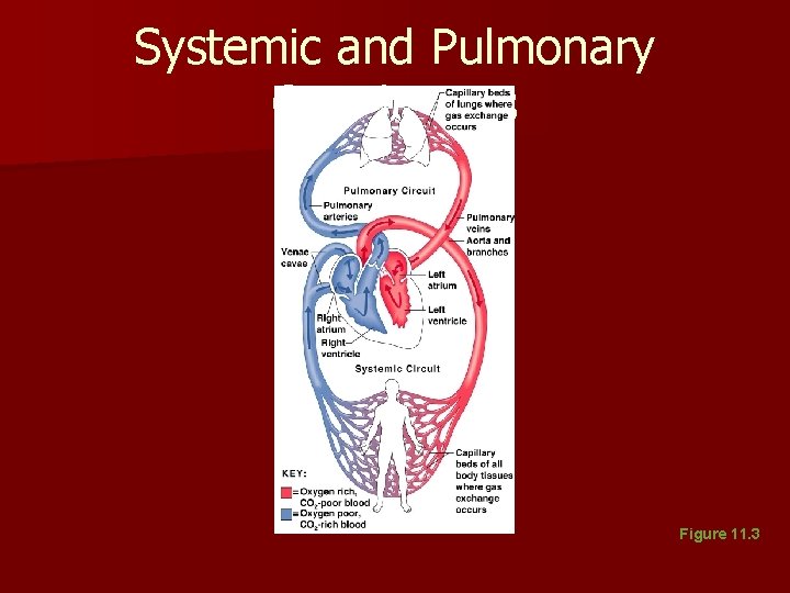 Systemic and Pulmonary Circulations Figure 11. 3 Systemic and Pulmonary Circulations Figure 11. 3