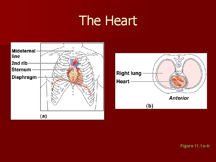 The Heart Figure 11. 1 a–b The Heart Figure 11. 1 a–b
