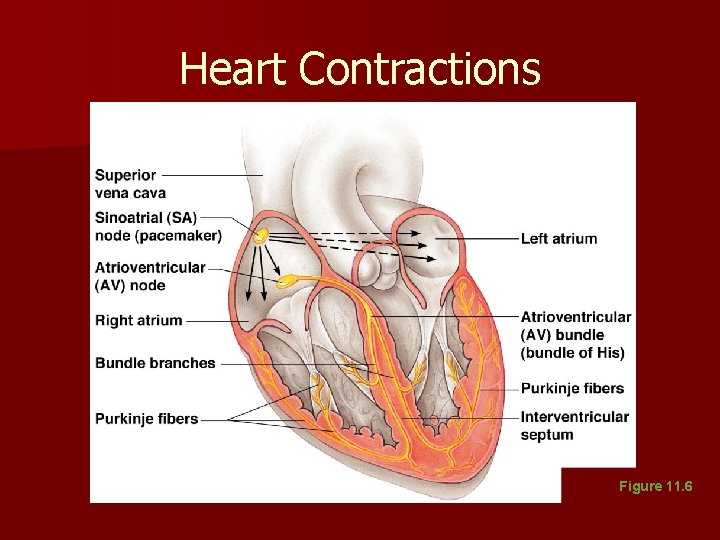 Heart Contractions Figure 11. 6 Heart Contractions Figure 11. 6