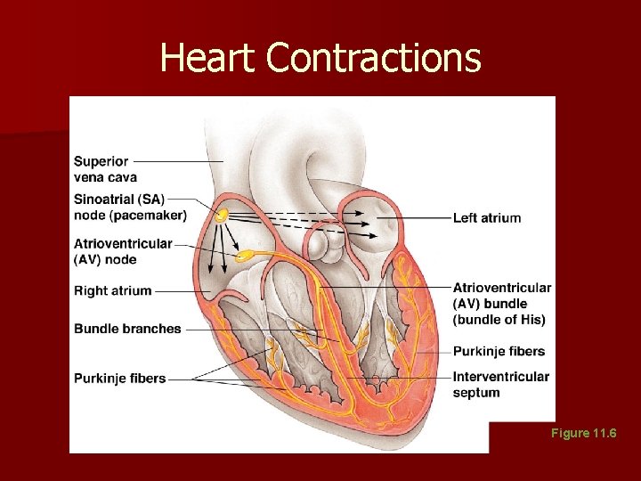 Heart Contractions Figure 11. 6 Heart Contractions Figure 11. 6