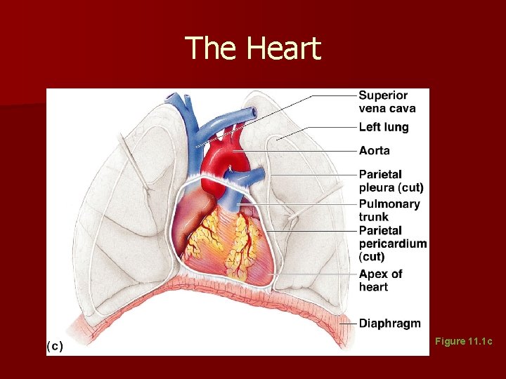 The Heart Figure 11. 1 c The Heart Figure 11. 1 c