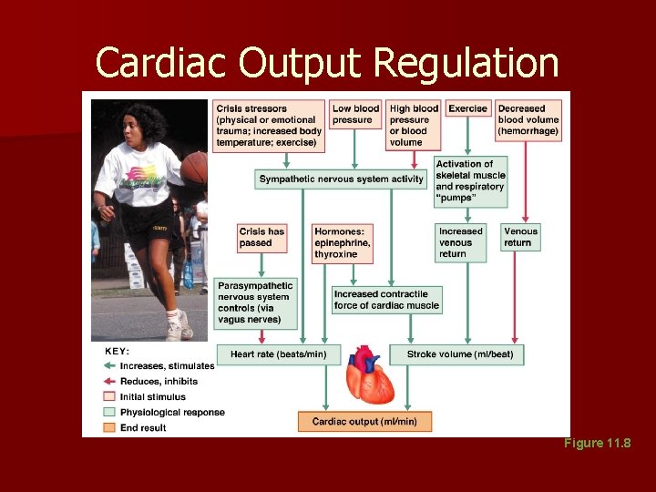Cardiac Output Regulation Figure 11. 8 Cardiac Output Regulation Figure 11. 8