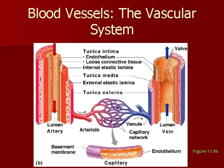 Blood Vessels: The Vascular System Figure 11. 9 b Blood Vessels: The Vascular System Figure 11. 9 b