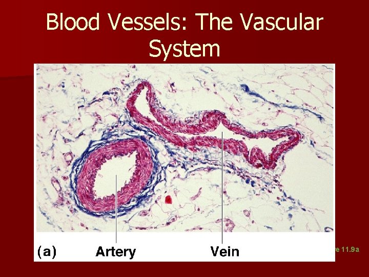 Blood Vessels: The Vascular System Figure 11. 9 a Blood Vessels: The Vascular System Figure 11. 9 a