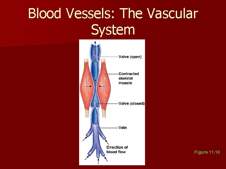 Blood Vessels: The Vascular System Figure 11. 10 Blood Vessels: The Vascular System Figure 11. 10