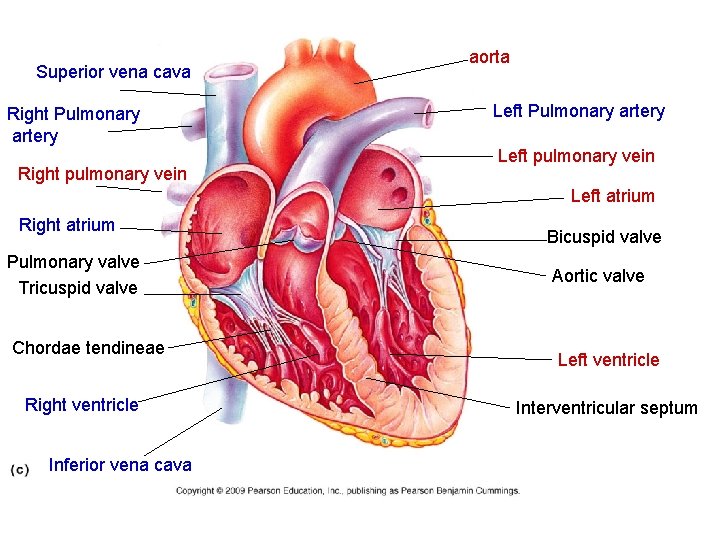 Superior vena cava Right Pulmonary artery Right pulmonary vein aorta Left Pulmonary artery Left Superior vena cava Right Pulmonary artery Right pulmonary vein aorta Left Pulmonary artery Left