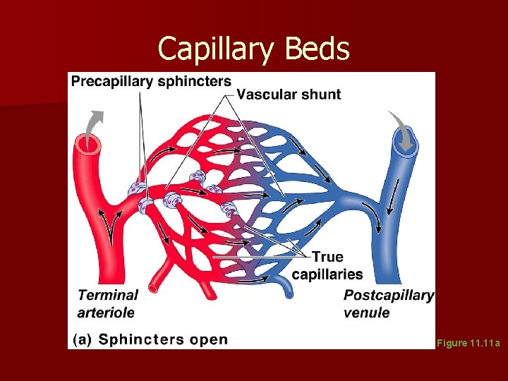 Capillary Beds Figure 11. 11 a Capillary Beds Figure 11. 11 a