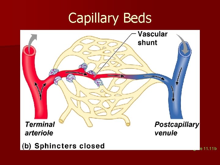 Capillary Beds Figure 11. 11 b Capillary Beds Figure 11. 11 b