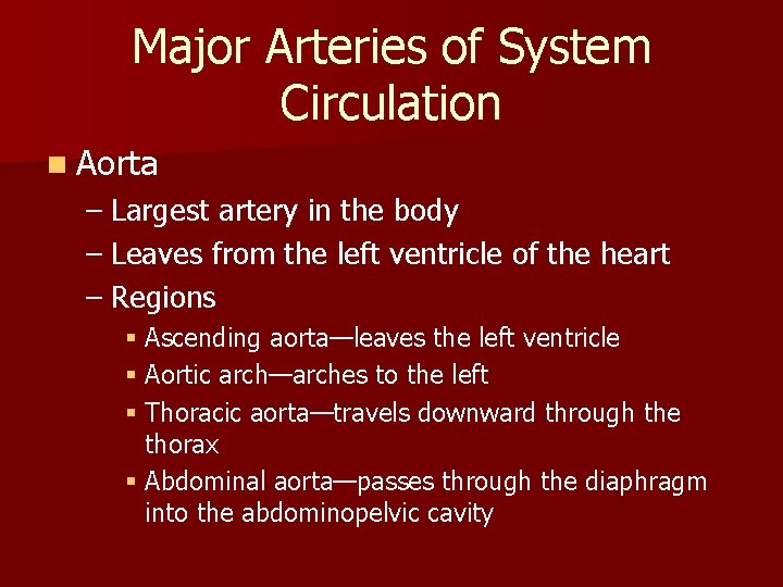 Major Arteries of System Circulation n Aorta – Largest artery in the body – Major Arteries of System Circulation n Aorta – Largest artery in the body –