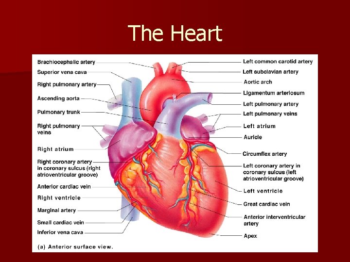 The Heart The Heart