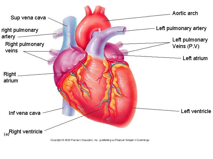 Sup vena cava right pulmonary artery Right pulmonary veins Aortic arch Left pulmonary artery Sup vena cava right pulmonary artery Right pulmonary veins Aortic arch Left pulmonary artery