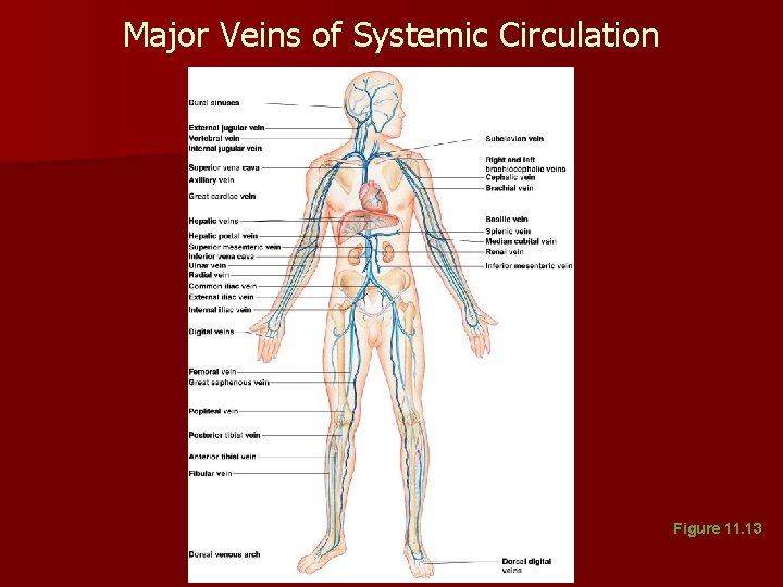 Major Veins of Systemic Circulation Figure 11. 13 Major Veins of Systemic Circulation Figure 11. 13