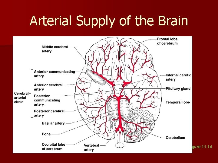 Arterial Supply of the Brain Figure 11. 14 Arterial Supply of the Brain Figure 11. 14