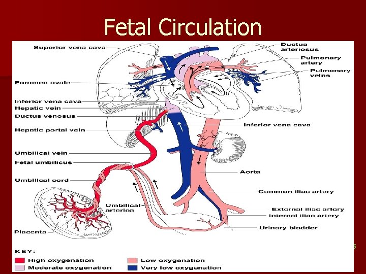 Fetal Circulation Figure 11. 15 Fetal Circulation Figure 11. 15
