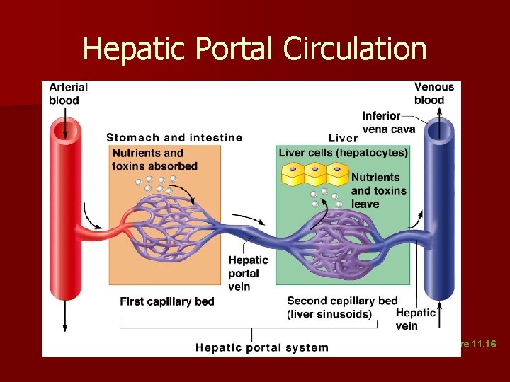 Hepatic Portal Circulation Figure 11. 16 Hepatic Portal Circulation Figure 11. 16